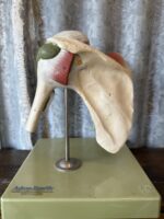 Anatomical Shoulder Model