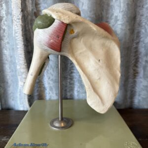 Anatomical Shoulder Model