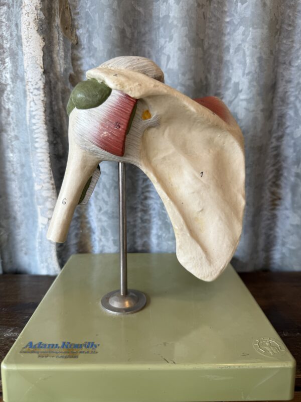 Anatomical Shoulder Model