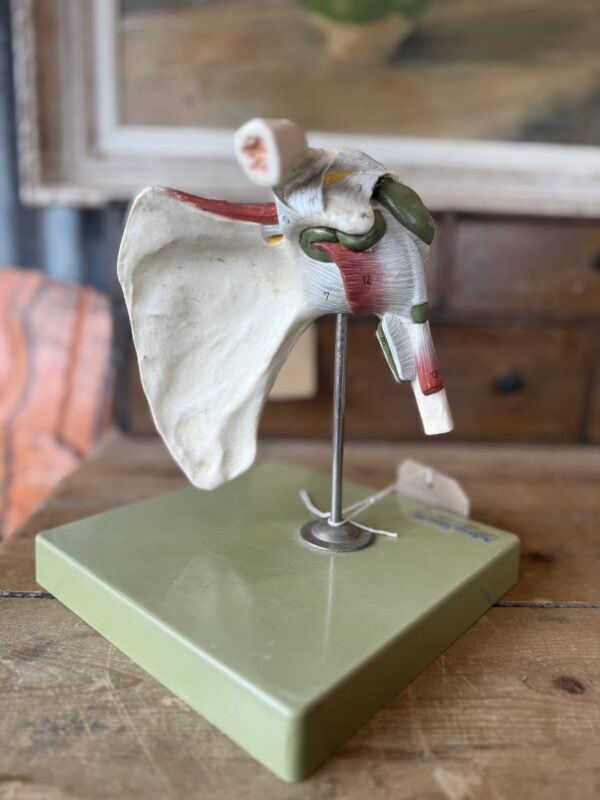 Anatomical Shoulder Model - Image 5